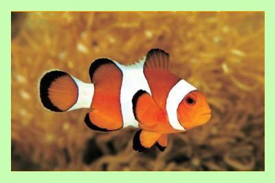 Clownfish Skype Download Free Mac